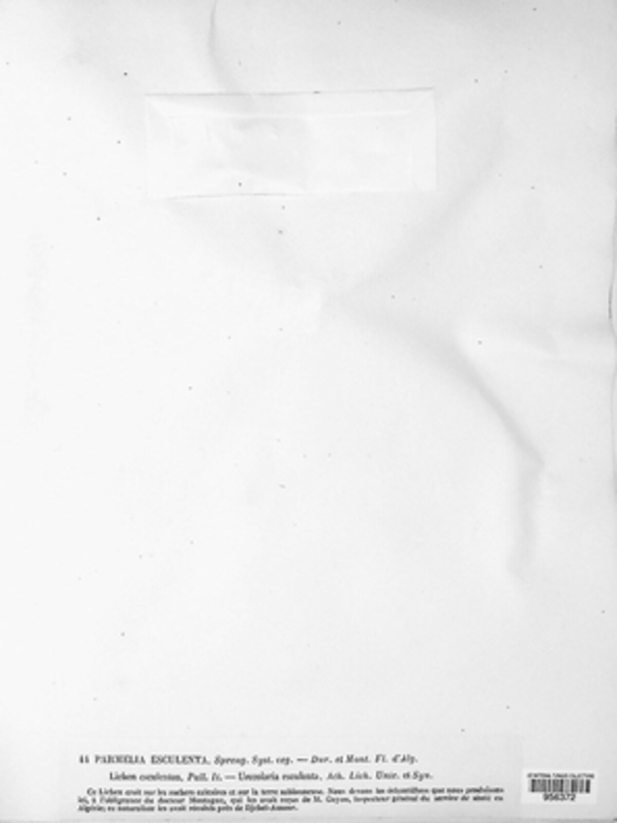 Circinaria esculenta image